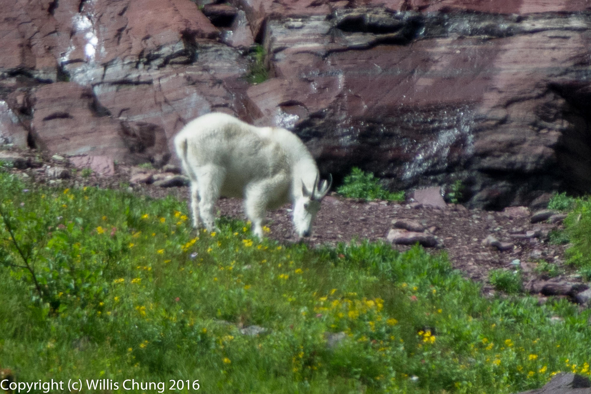 Nikon D7100 + Nikon AF-S Nikkor 300mm F2.8G ED-IF VR sample photo. Mountain goat grazing high on a cliff photography