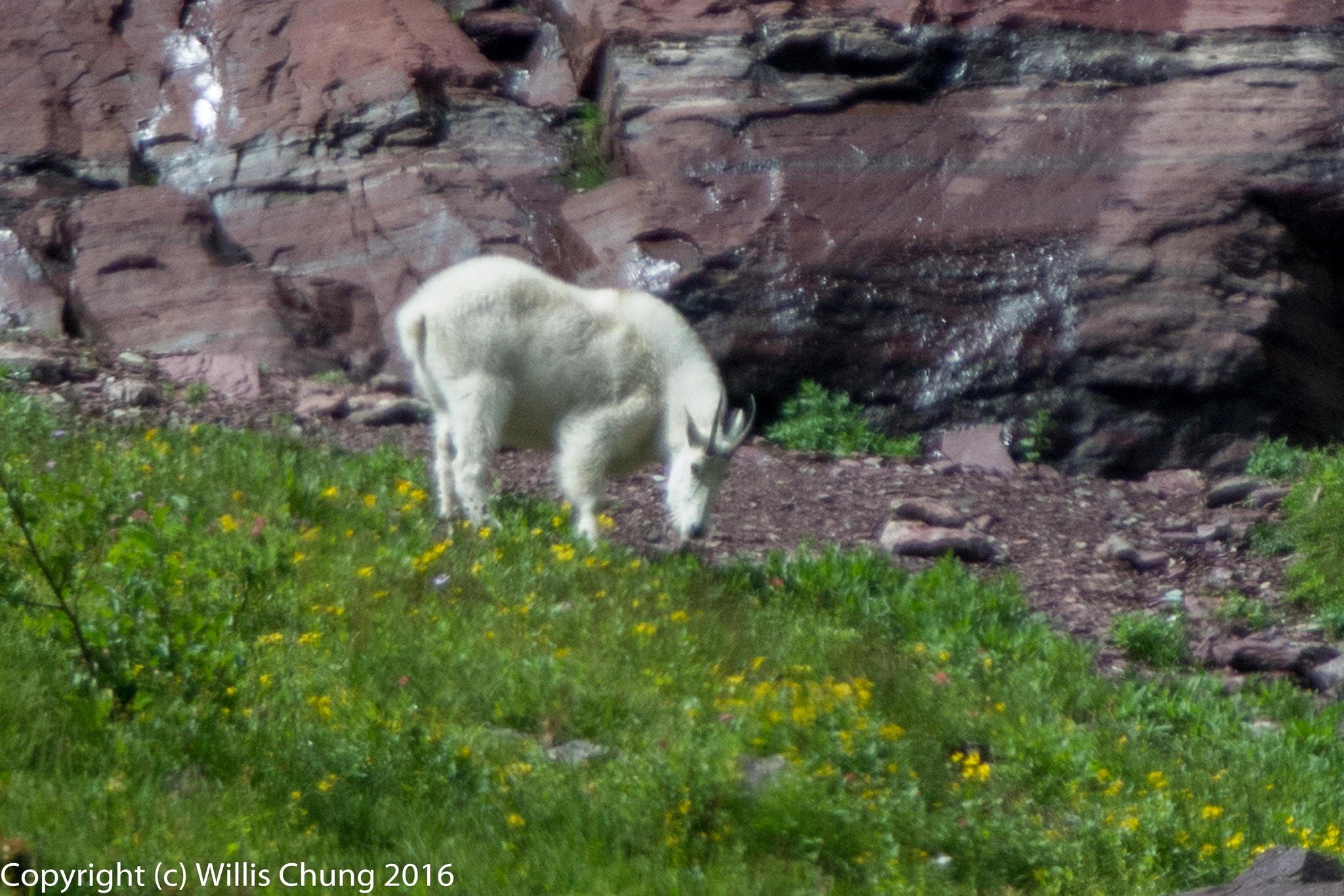 Nikon AF-S Nikkor 300mm F2.8G ED-IF VR sample photo. Mountain goat grazing high on a cliff photography