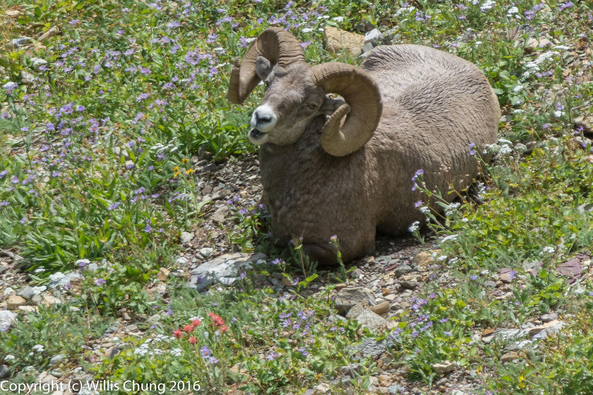Nikon AF-S Nikkor 300mm F2.8G ED-IF VR sample photo. Bighorn sheep staying watchful even while resting. photography