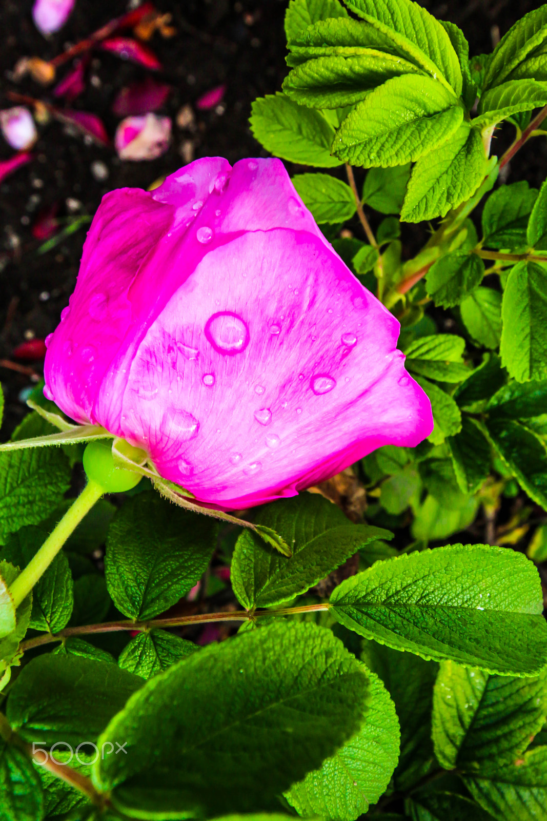 Canon EOS 650D (EOS Rebel T4i / EOS Kiss X6i) sample photo. Rose photography