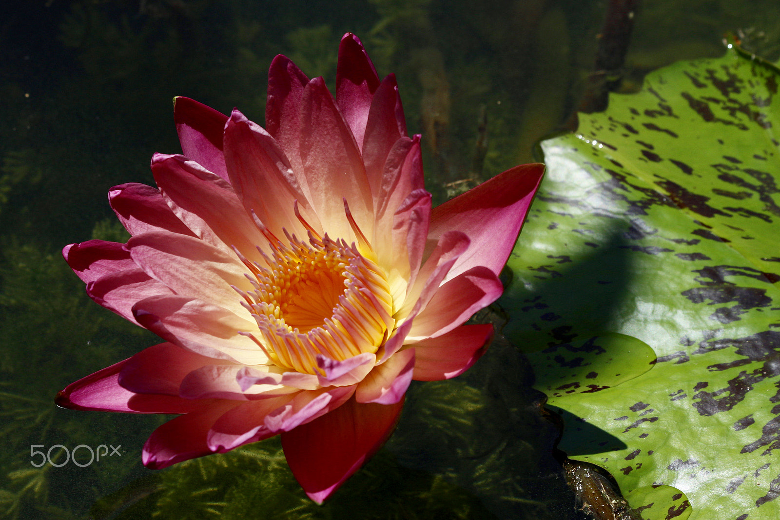 Canon EF 70-300mm F4-5.6 IS USM sample photo