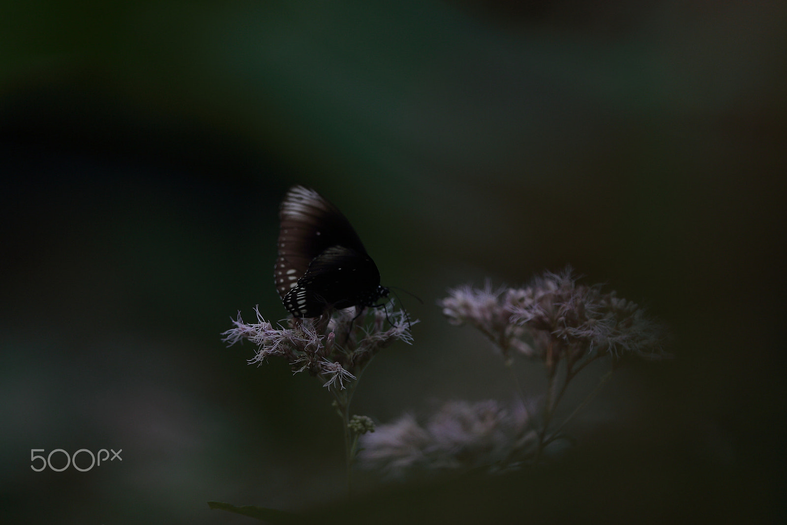 Canon EF 300mm F2.8L IS USM sample photo. Just inside a dream... photography
