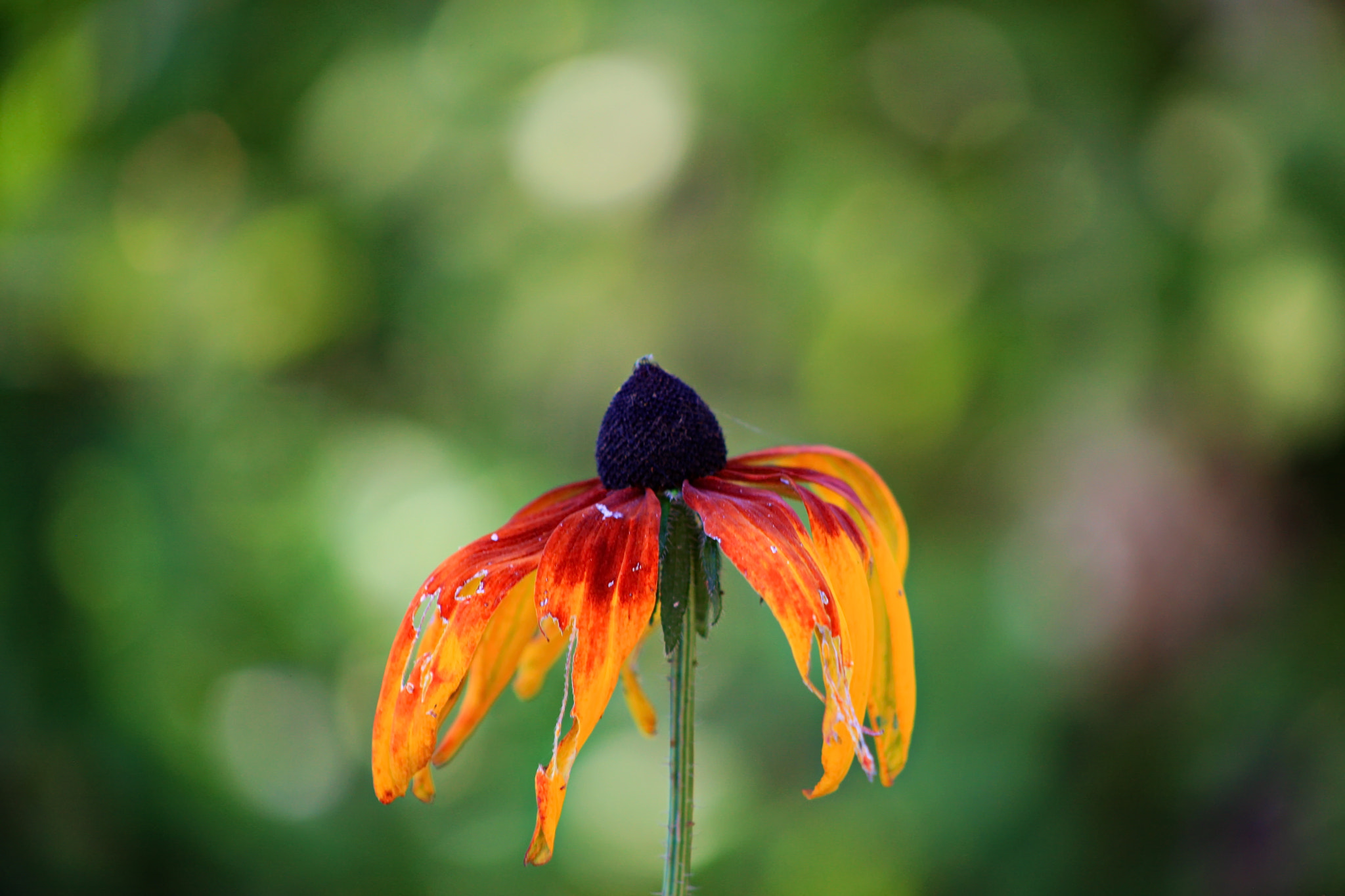 Canon EOS-1Ds Mark III sample photo. Autumn etude photography