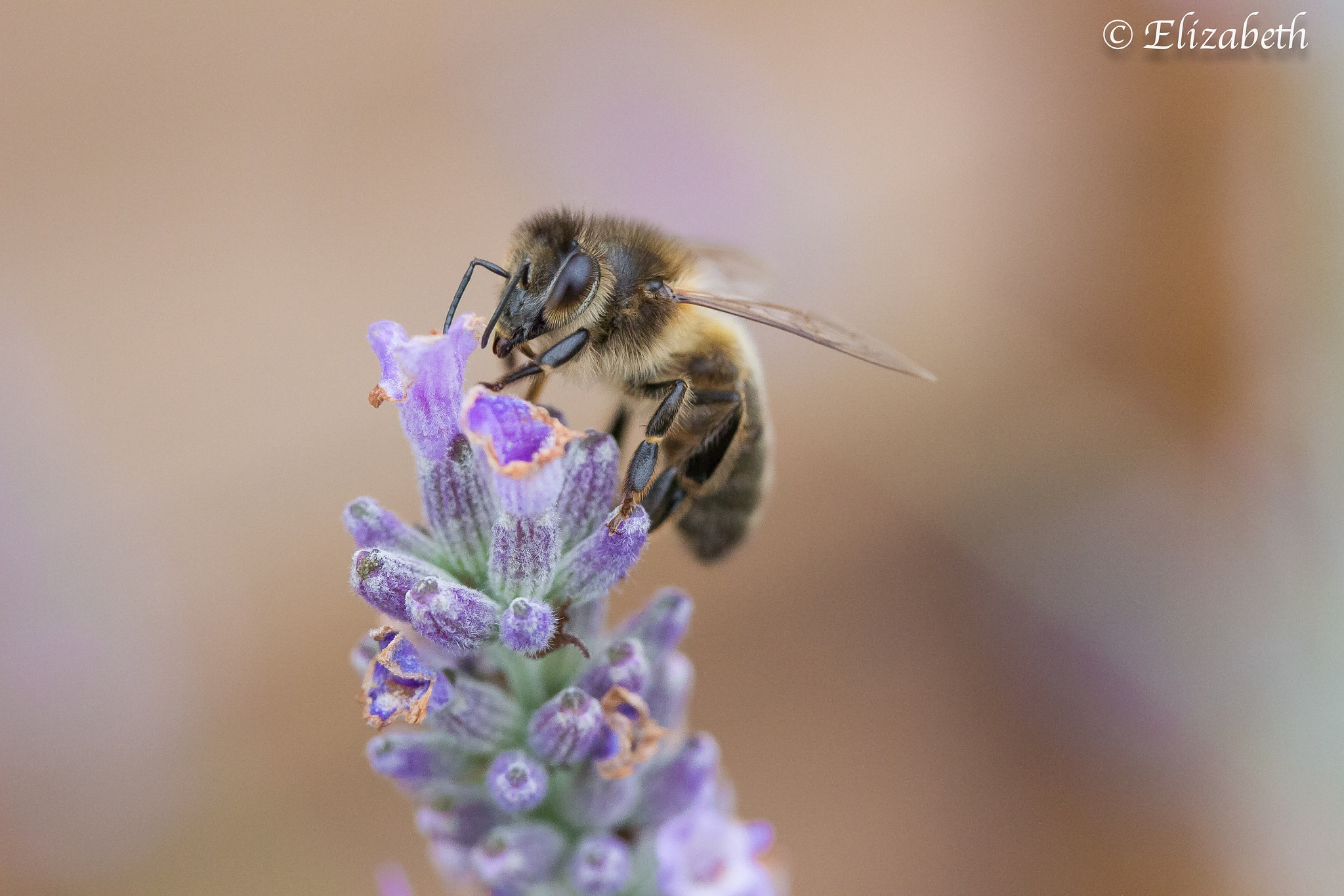 Canon EF-S 60mm F2.8 Macro USM sample photo. Dreams of pollen  photography