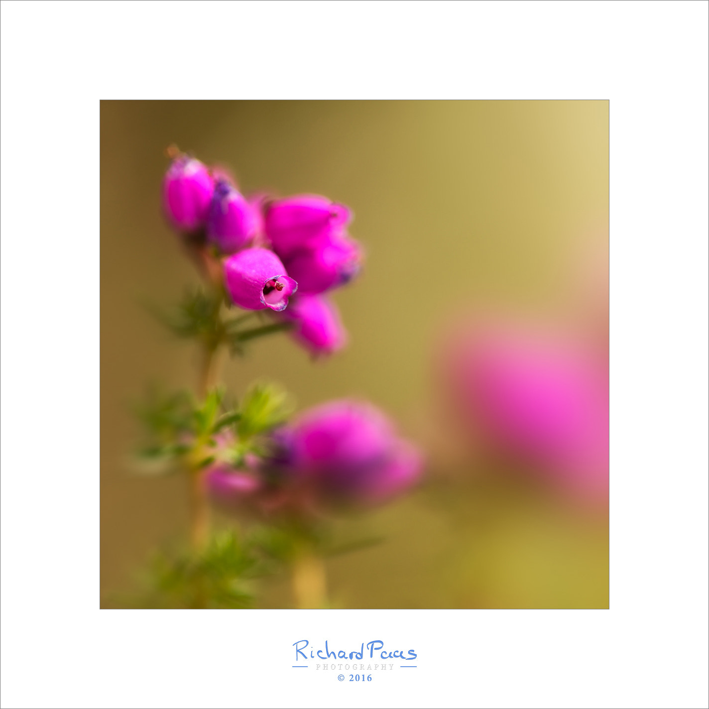 Canon EF 100mm F2.8L Macro IS USM sample photo. Blooming hay photography