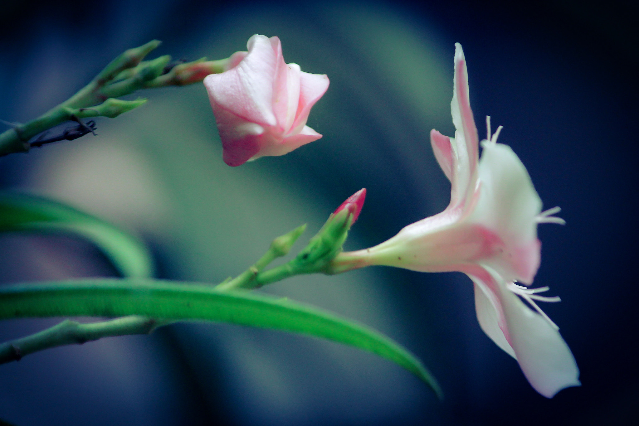 Canon EF-S 55-250mm F4-5.6 IS II sample photo. Pink blossoms photography