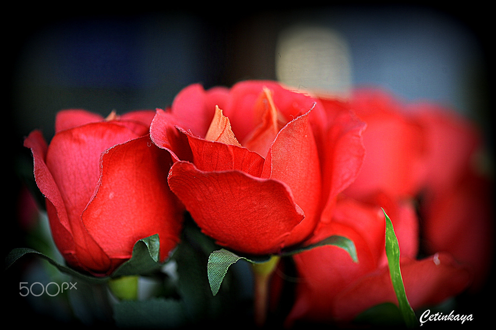 Nikon D3 sample photo. Red photography
