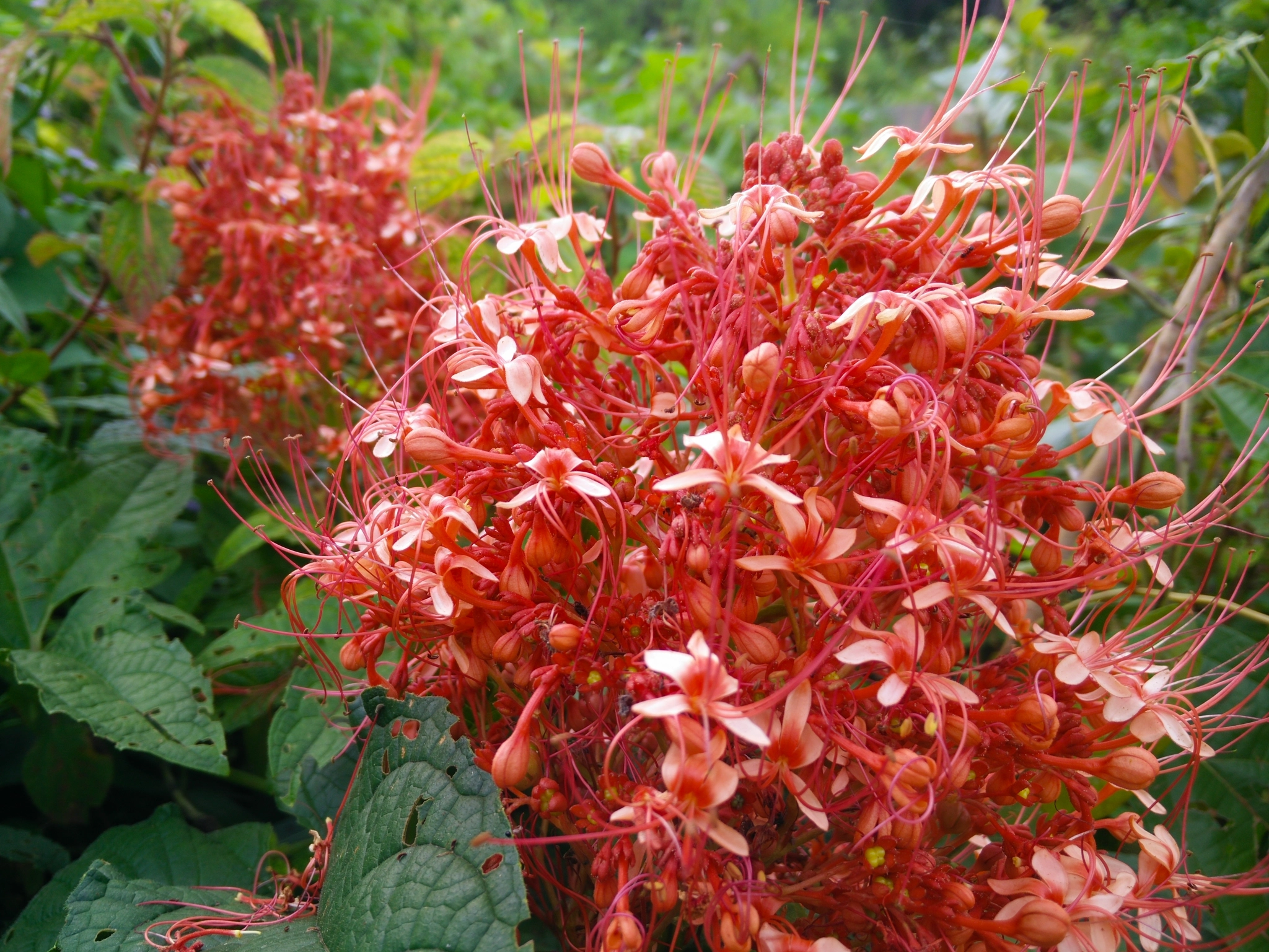 OPPO Find7 sample photo. Red ixora pavetta flowers in canning hill, thailand photography