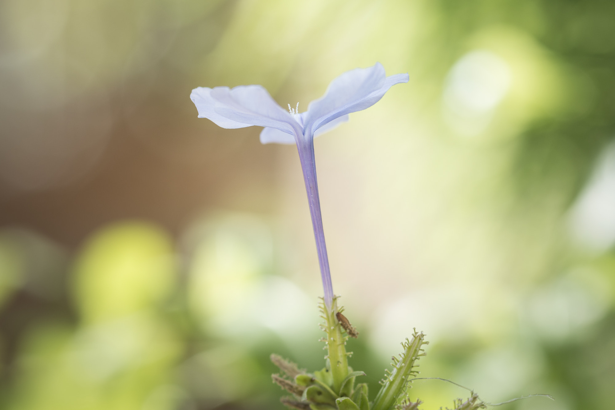 Tamron SP AF 90mm f/2.5 Macro (152E) sample photo