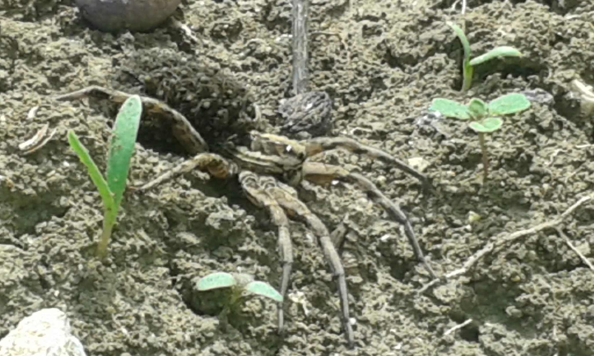 Samsung Galaxy Trend Plus sample photo. Spider and children photography