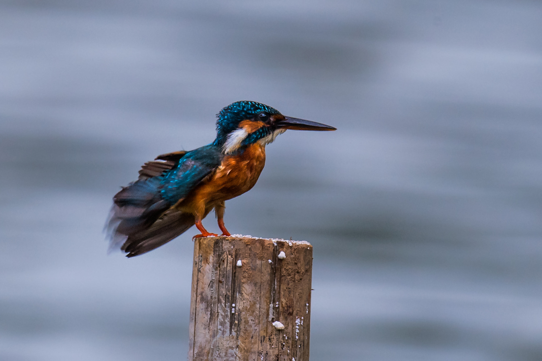 Nikon AF-S Nikkor 800mm F5.6E FL ED VR sample photo. Common kingfisher photography