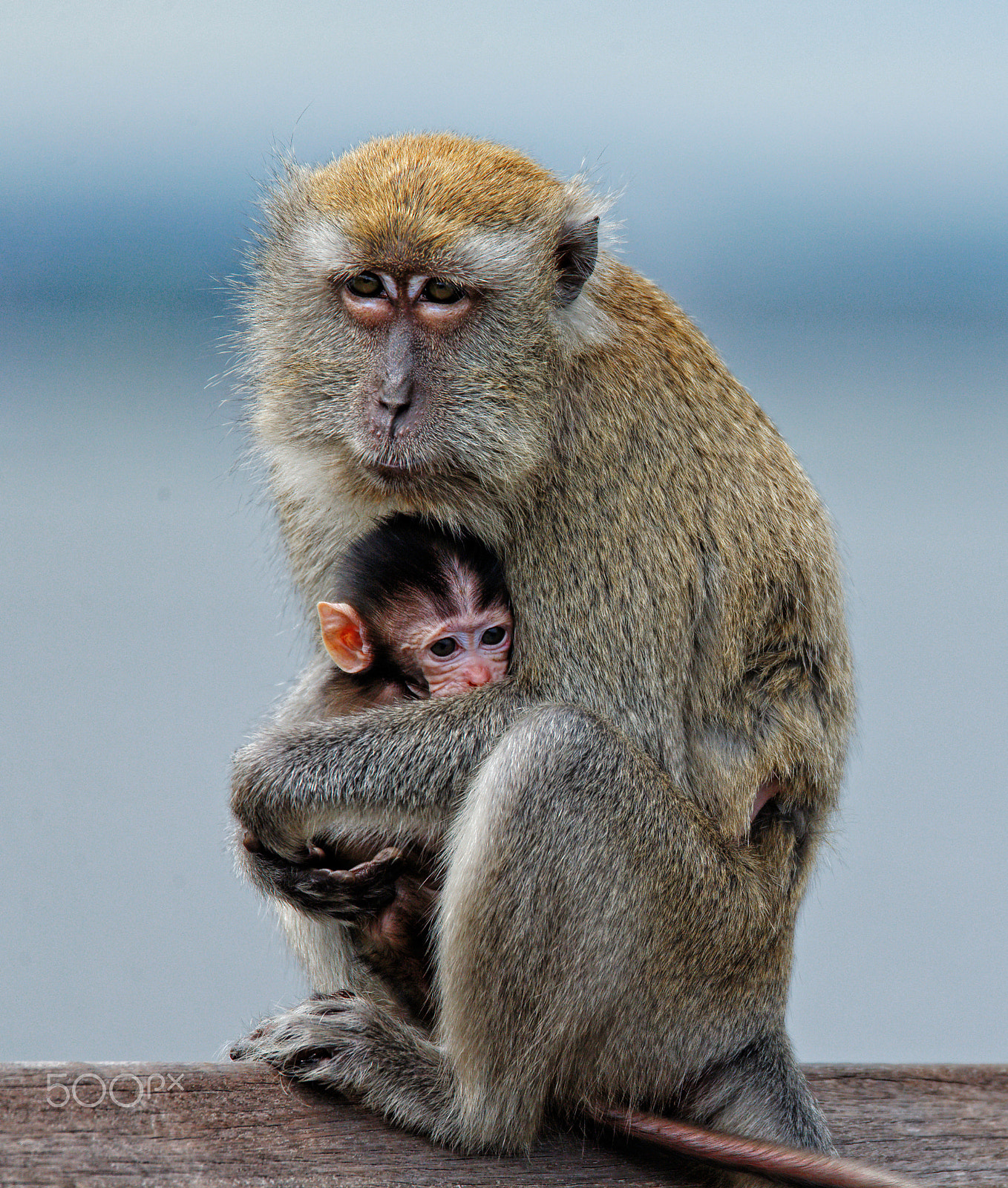 Tamron SP 150-600mm F5-6.3 Di VC USD sample photo. Mothers love photography