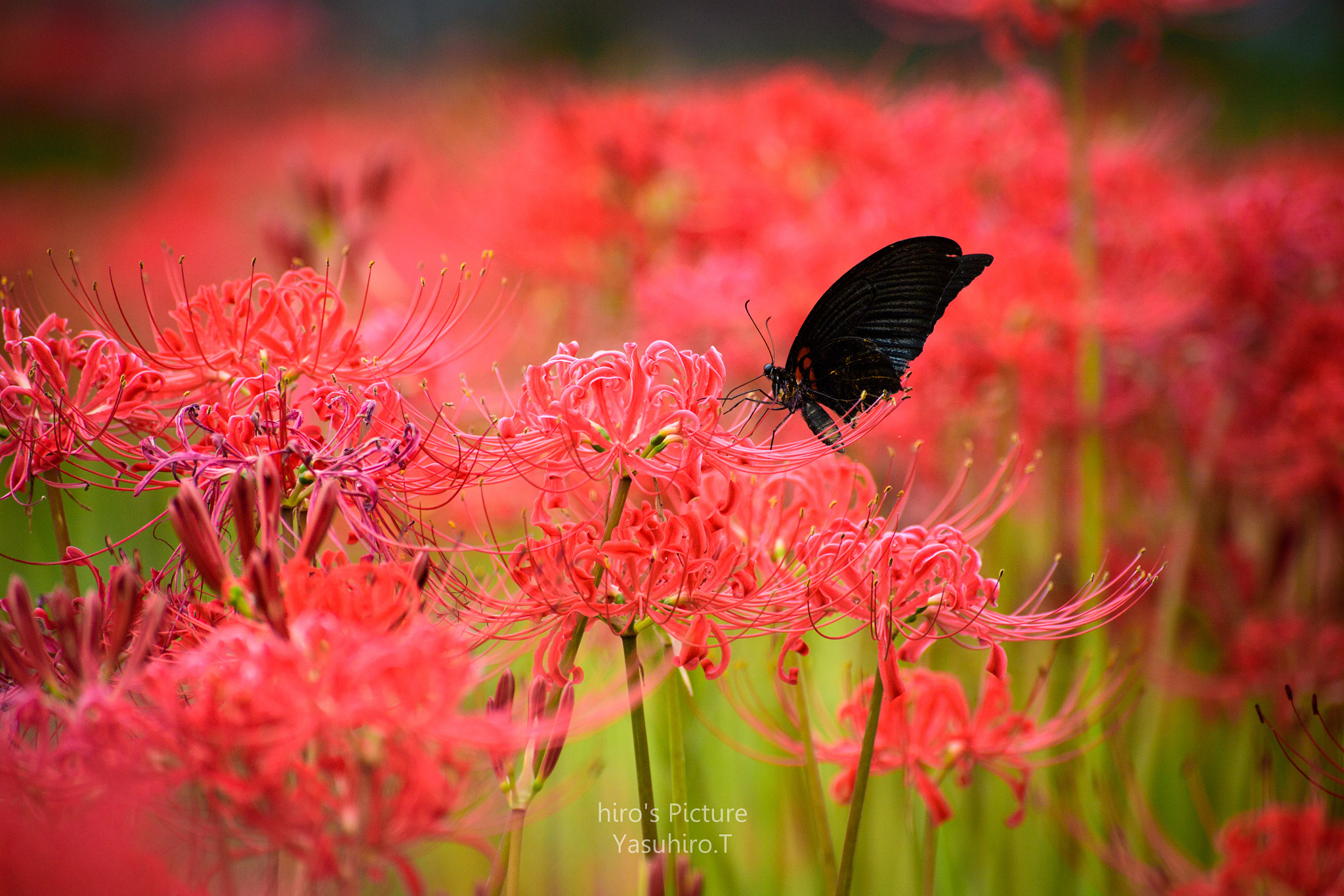 Nikon D5 sample photo. Butterfly photography