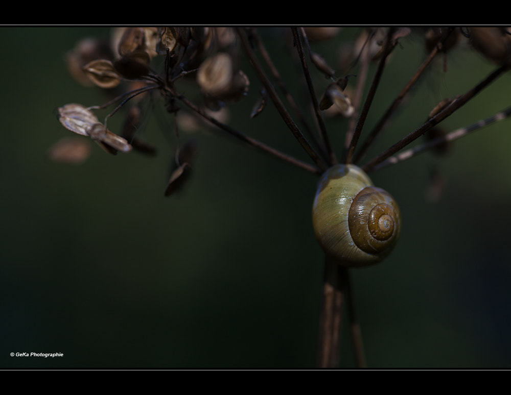 Canon EOS 5D Mark II + Sigma 105mm F2.8 EX DG Macro sample photo. Ein häuschen im grünen photography