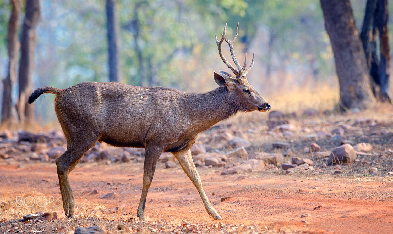 Nikon D7000 + Nikon AF-S Nikkor 500mm F4G ED VR sample photo. Sambar deer photography