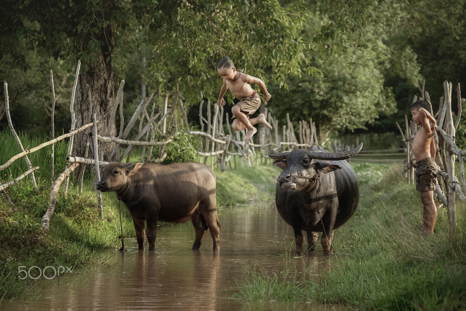 Fujifilm X-E2 + Fujifilm XF 50-140mm F2.8 R LM OIS WR sample photo. Jumping from buffalo in leisure time. photography