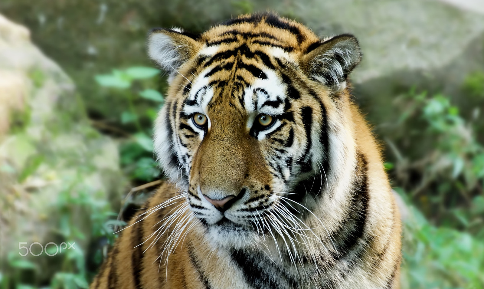 Tamron SP 70-300mm F4-5.6 Di USD sample photo. Tiger photography
