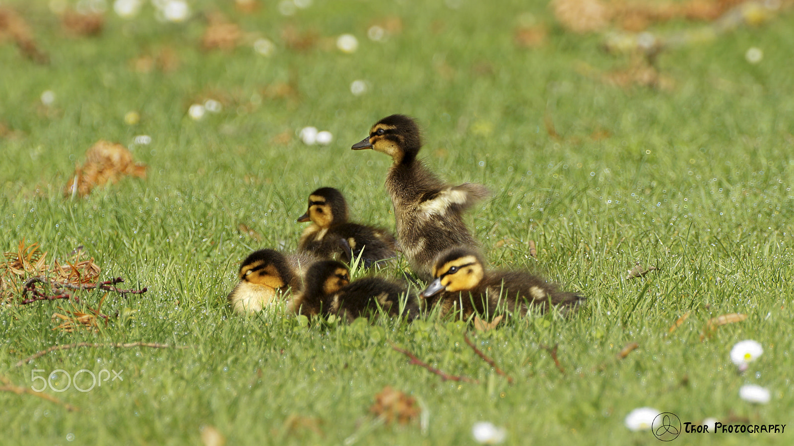 Tamron SP 70-300mm F4-5.6 Di USD sample photo. Ducklings photography