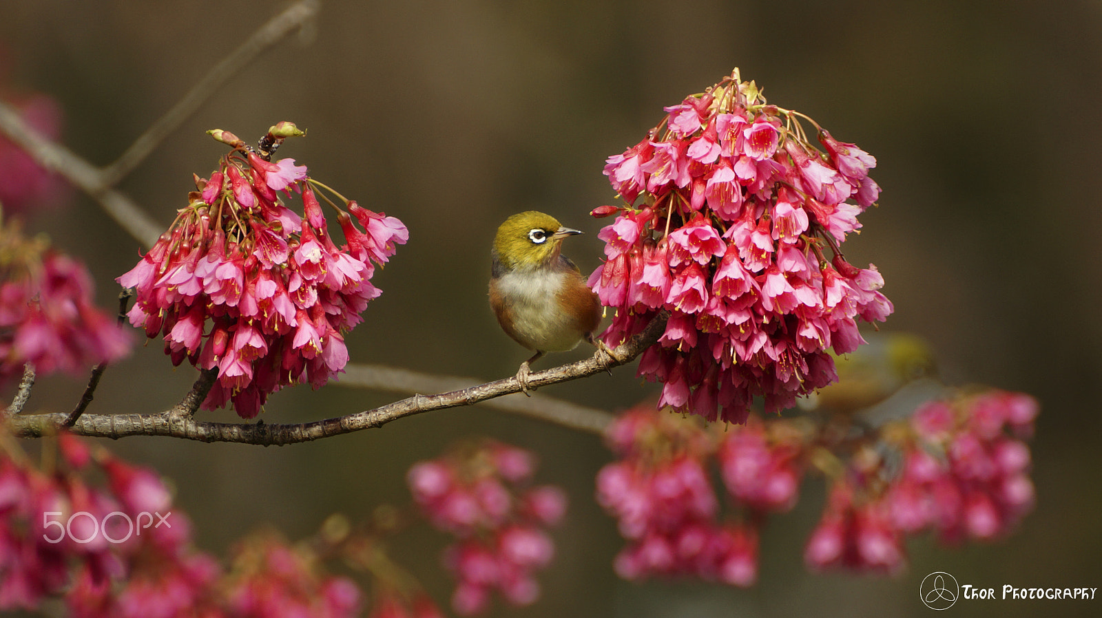 Sony SLT-A58 sample photo. Silvereye in pink photography
