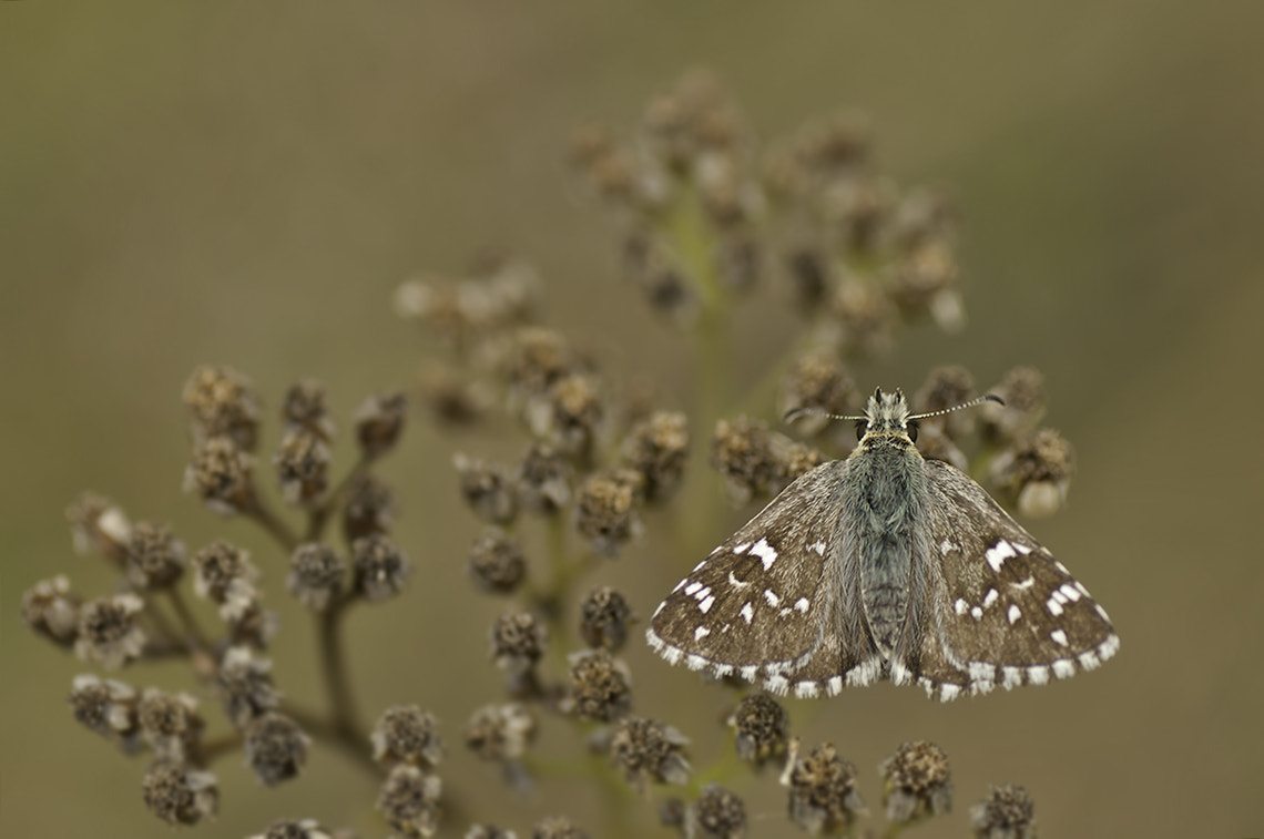 Nikon D300S sample photo. Grizzled skipper photography