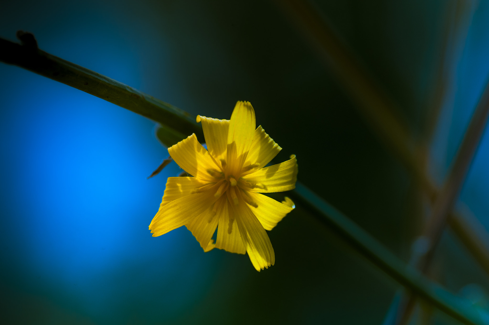 Sigma 105mm F2.8 EX DG OS HSM sample photo. Ama001 photography