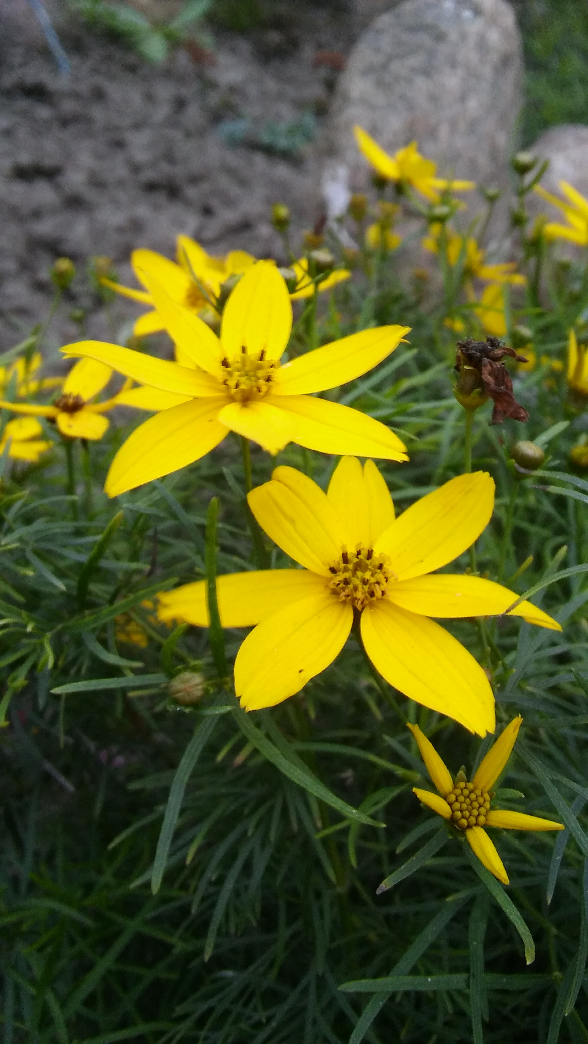 LG SPIRIT 4G LTE sample photo. Yellow flowers photography