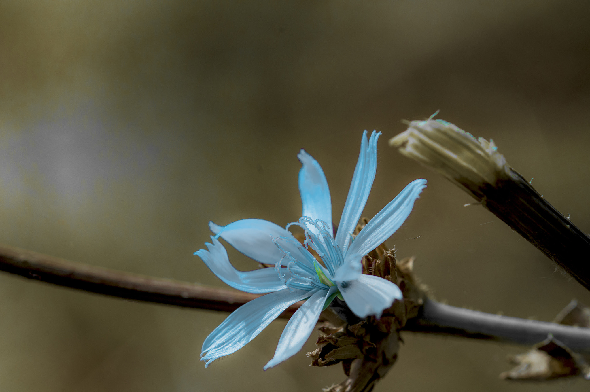Sigma 105mm F2.8 EX DG OS HSM sample photo. Az002 photography