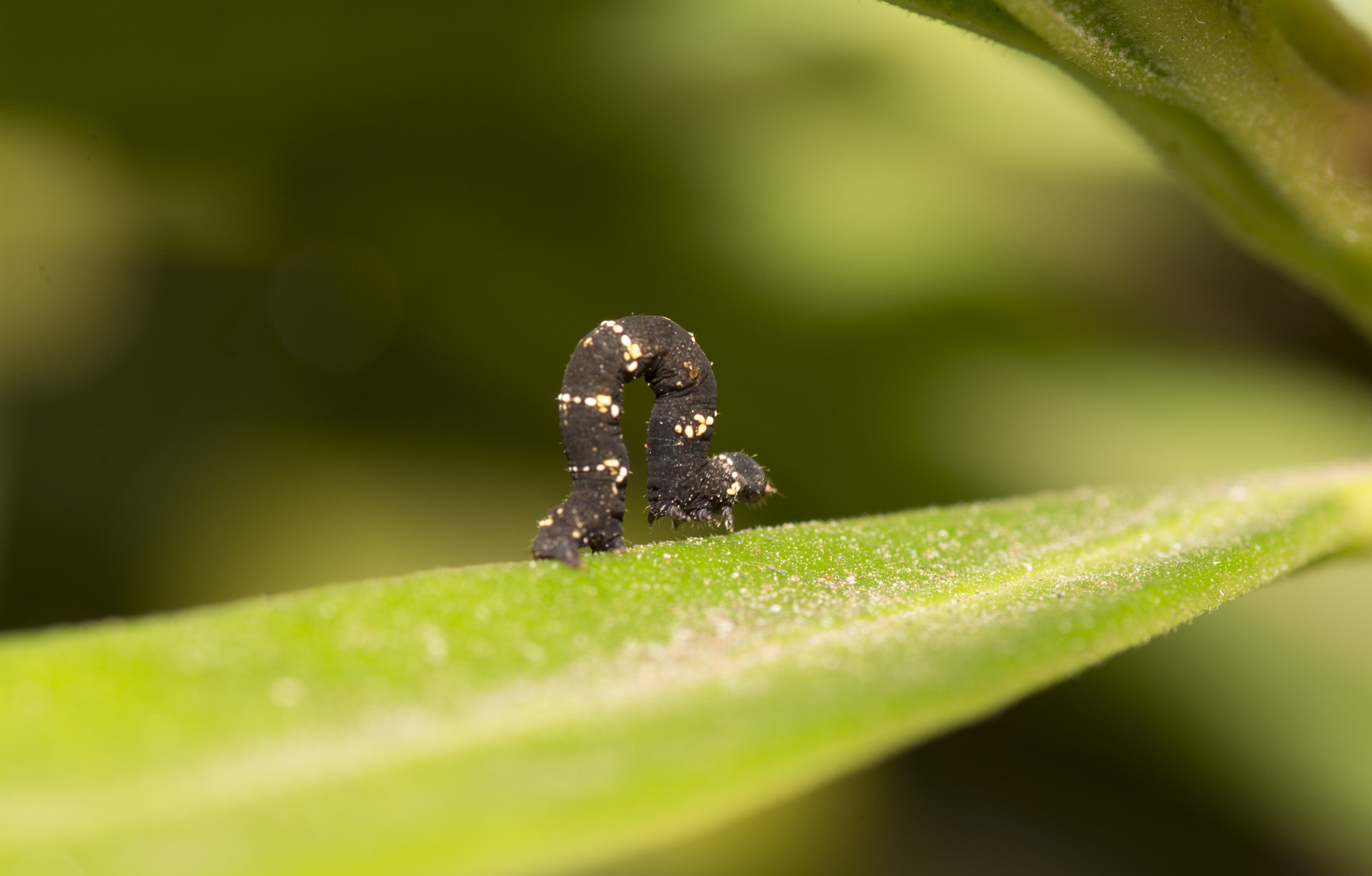 Tokina AT-X Pro 100mm F2.8 Macro sample photo. Walking...! photography