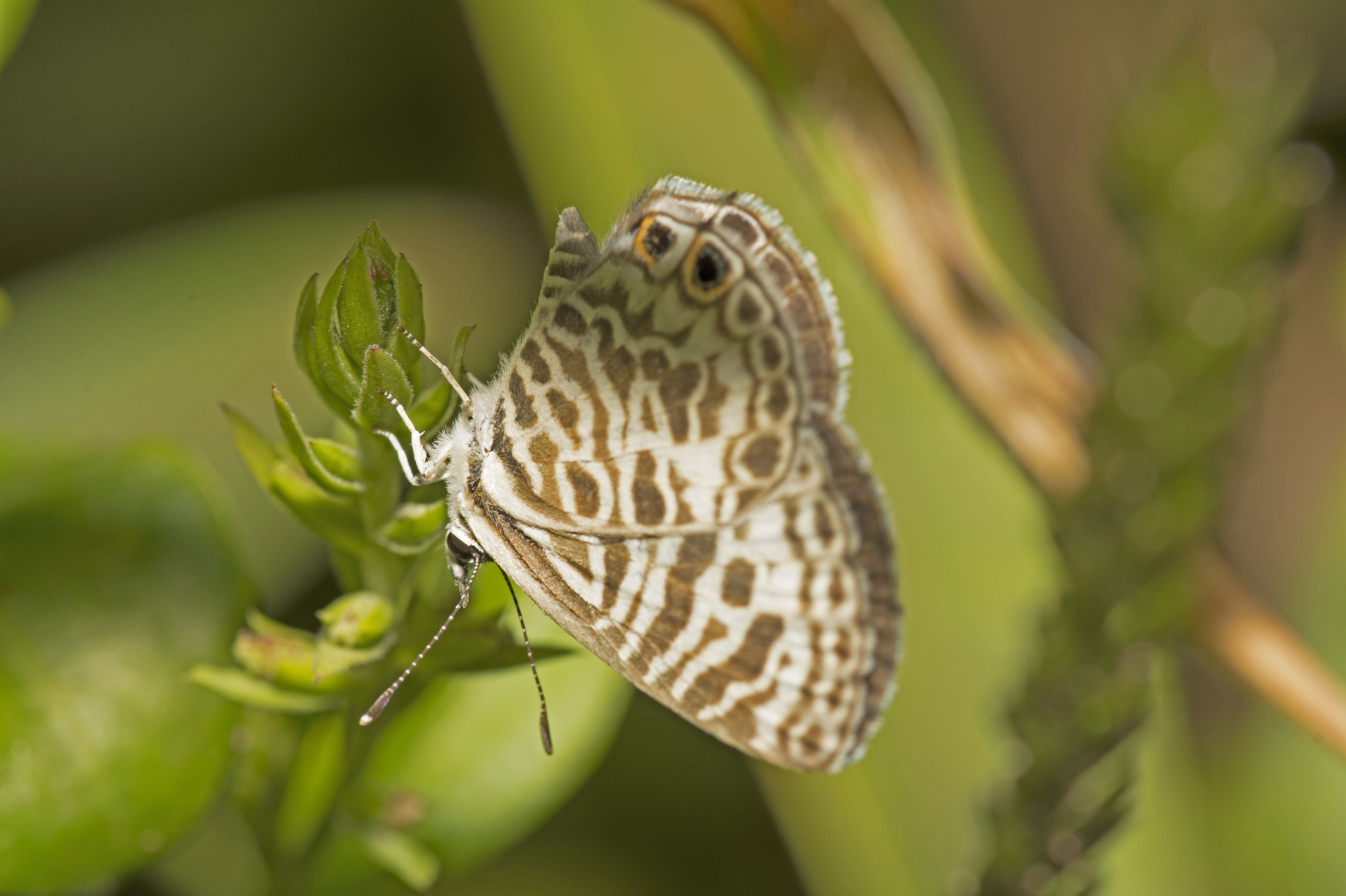 Tokina AT-X Pro 100mm F2.8 Macro sample photo. Upside down photography