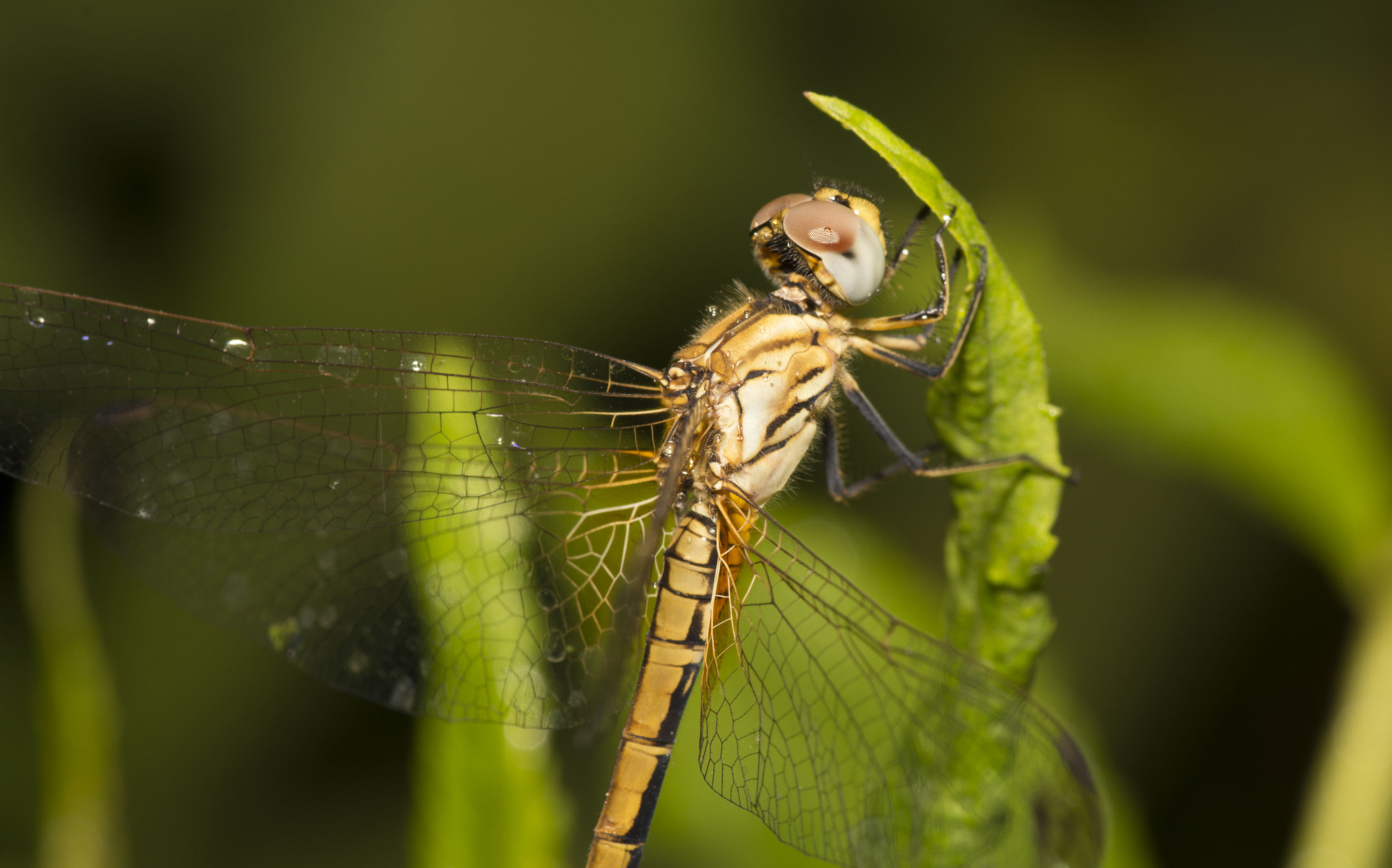 Nikon D7100 + Tokina AT-X Pro 100mm F2.8 Macro sample photo. Do not disturb photography