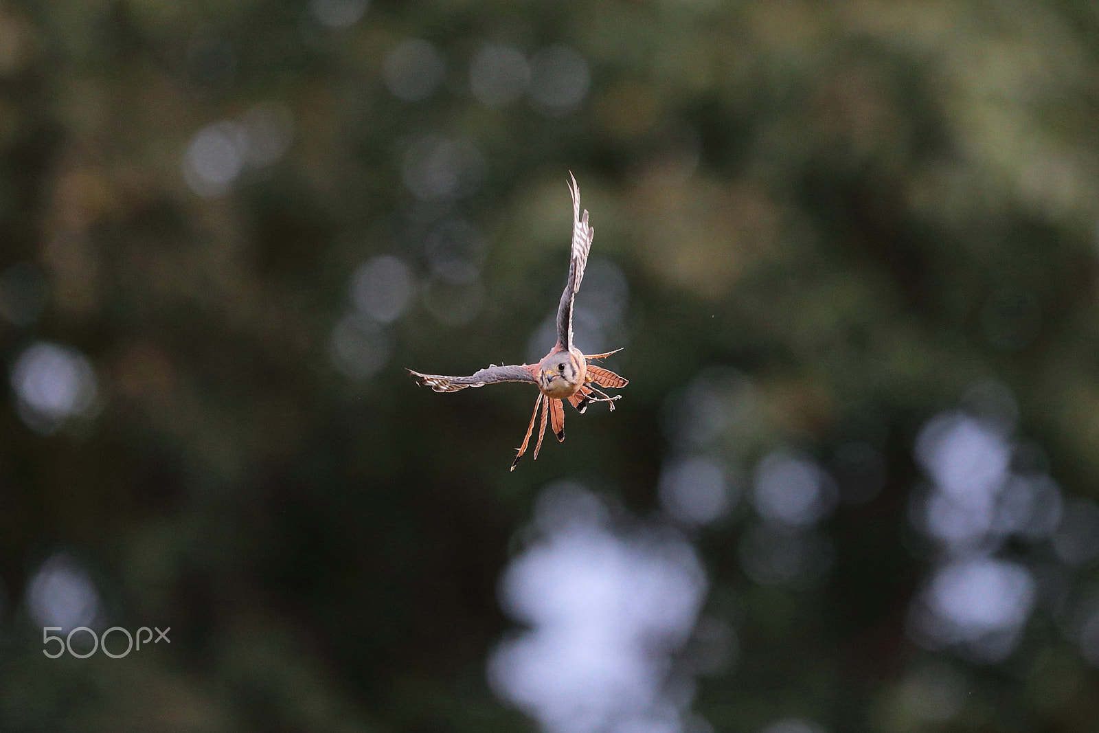 Canon EF 300mm F2.8L IS USM sample photo. It's 9:00 o'clock... gooodmorning ! photography