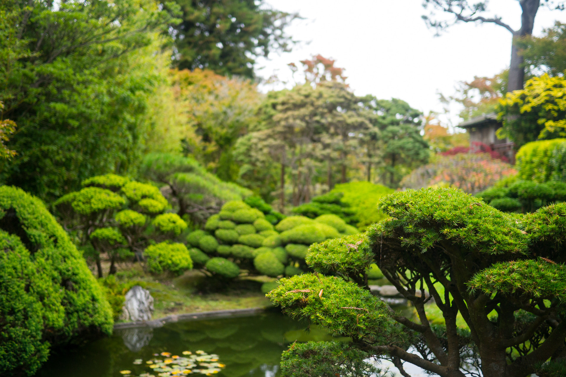 Panasonic Lumix DMC-GX1 + Panasonic Lumix G 20mm F1.7 ASPH sample photo. Japanese tea garden photography