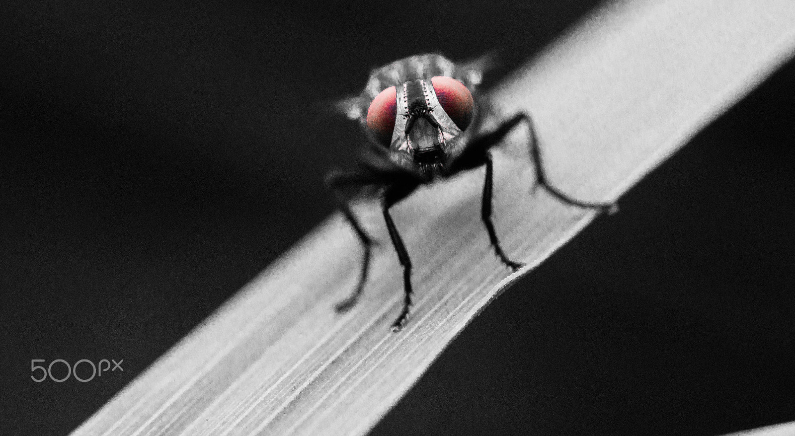 Canon EOS 60D + Canon EF 100mm F2.8L Macro IS USM sample photo. Red eye photography