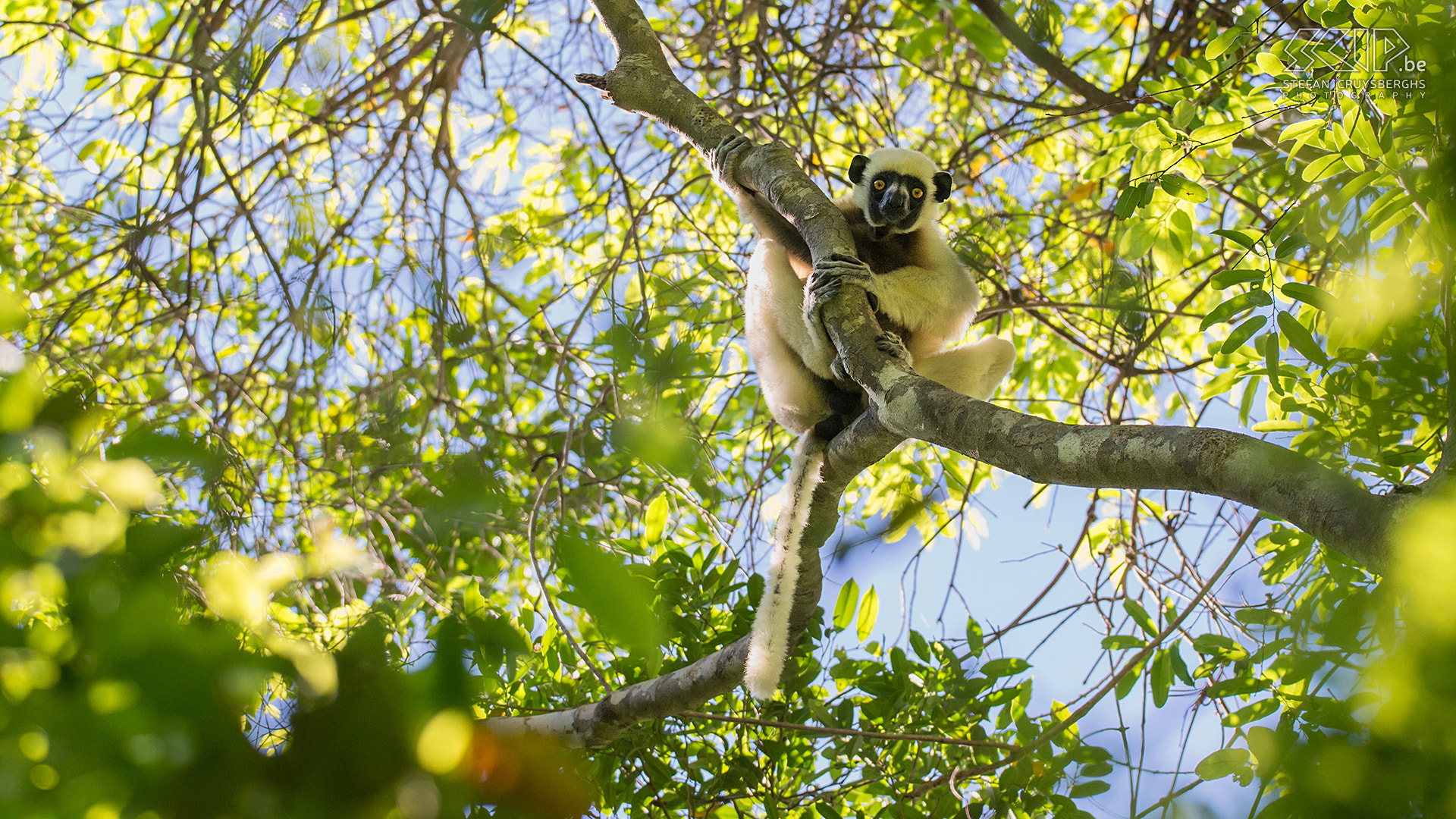 Sigma 150-600mm F5-6.3 DG OS HSM | S sample photo. Decken's sifaka photography