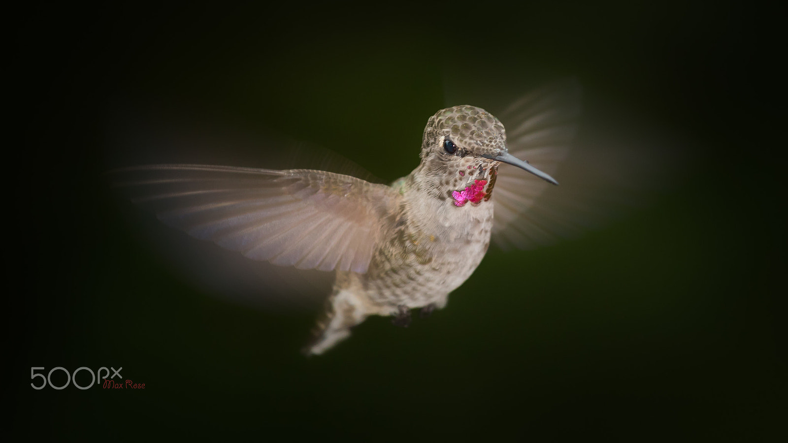 Canon EOS 80D + Canon EF 70-200mm F4L USM sample photo. A little hummingbird photography