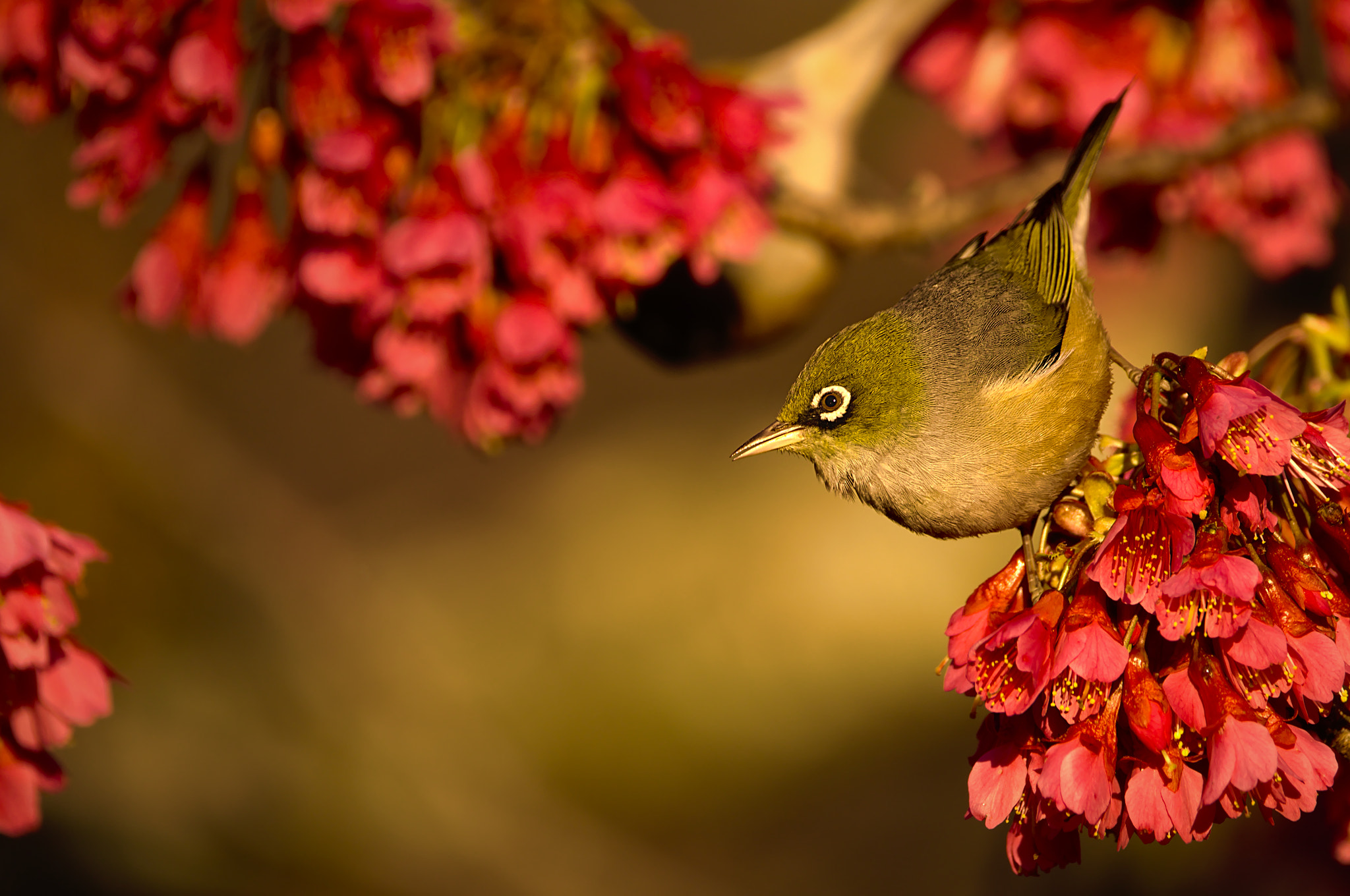 Sigma 150-600mm F5-6.3 DG OS HSM | C sample photo. Wax-eye in the plum blossoms at golden hour photography