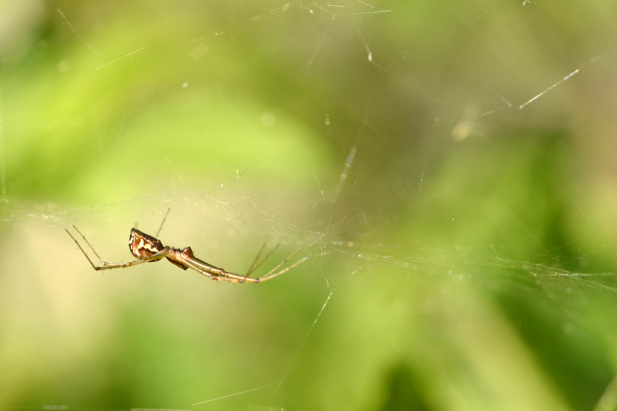 Sigma 105mm F2.8 EX DG OS HSM sample photo. Under photography