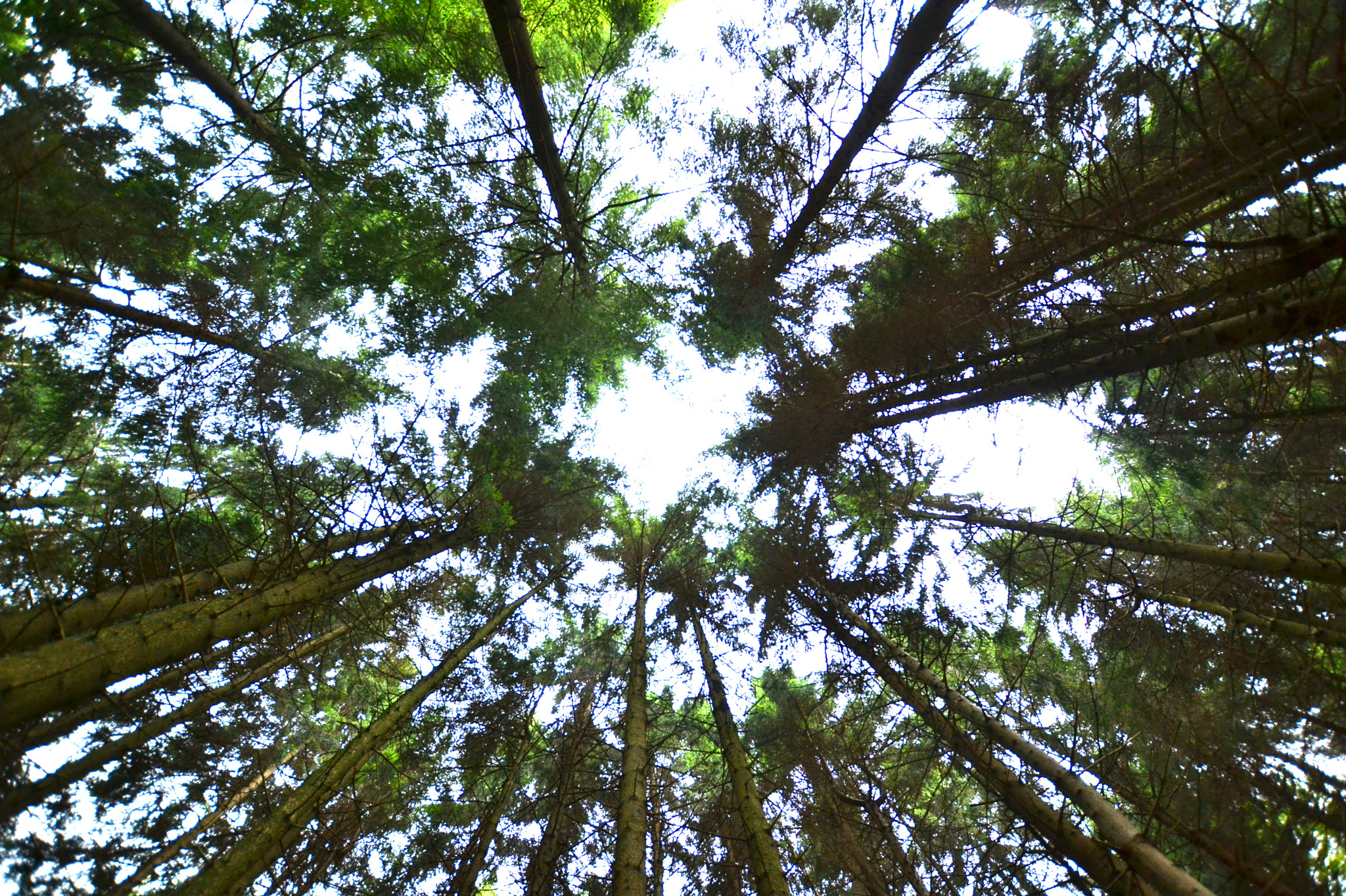 Nikon D3100 + Sigma 10-20mm F3.5 EX DC HSM sample photo. Skypines photography