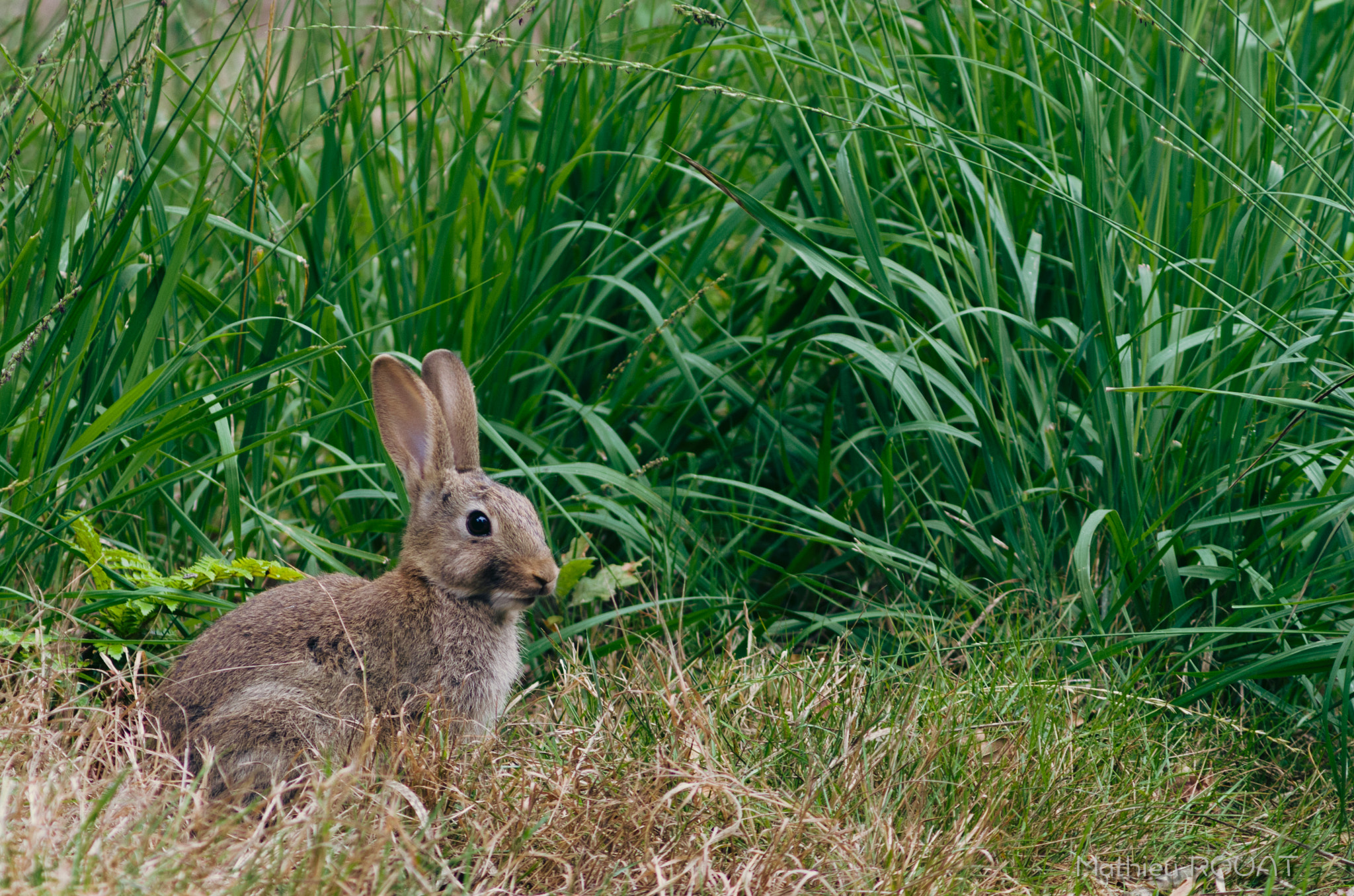 Pentax K-5 IIs + smc PENTAX-FA* 200mm F2.8 ED[IF] sample photo. Thumper the rabbit photography