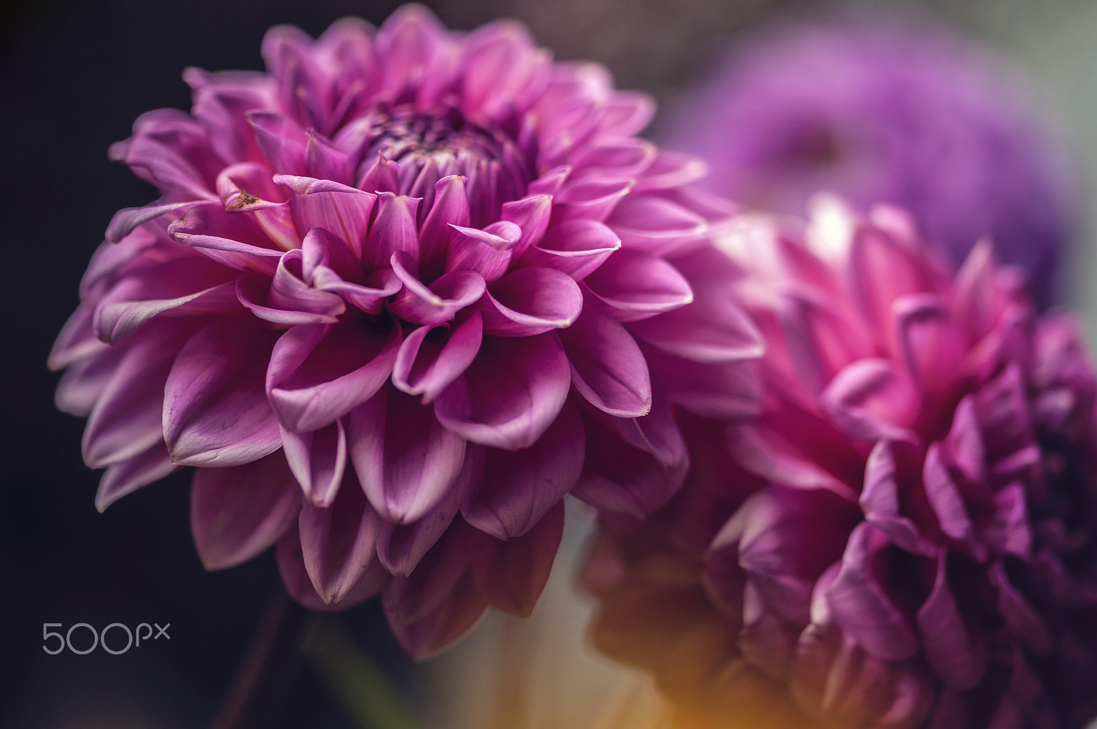 Sigma 105mm F2.8 EX DG OS HSM sample photo. Pink ladies photography