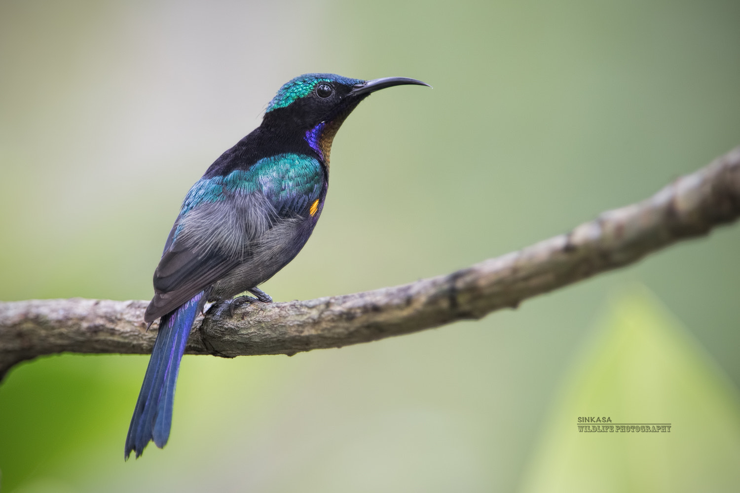 Nikon D5 + Nikon AF-S Nikkor 400mm F2.8G ED VR II sample photo. Copper throated sunbird photography