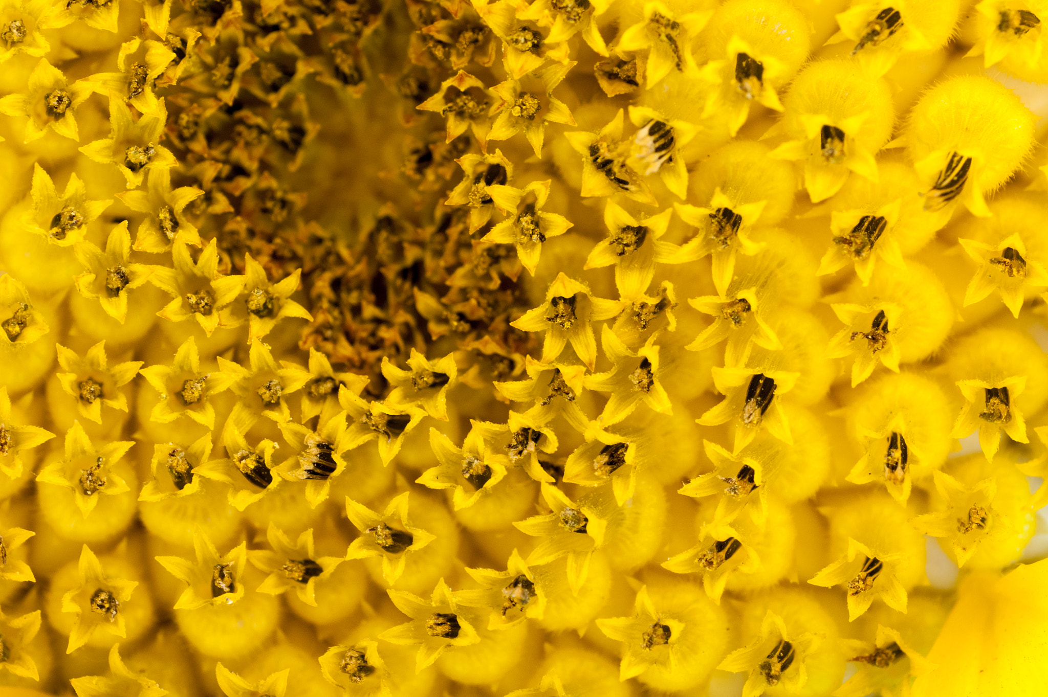 Minolta AF 50mm F3.5 Macro sample photo. The sun flower photography