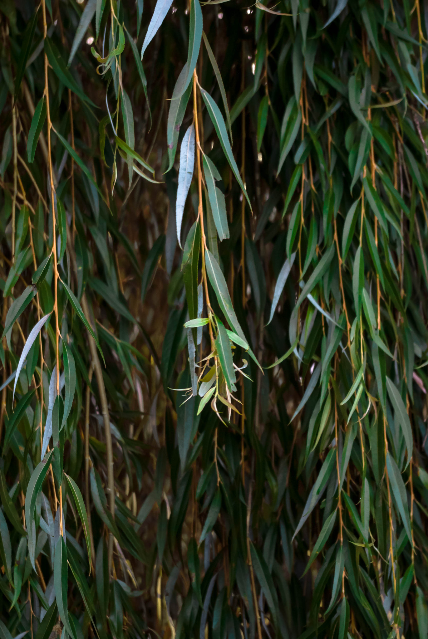Pentax K-m (K2000) sample photo. Willow tree photography