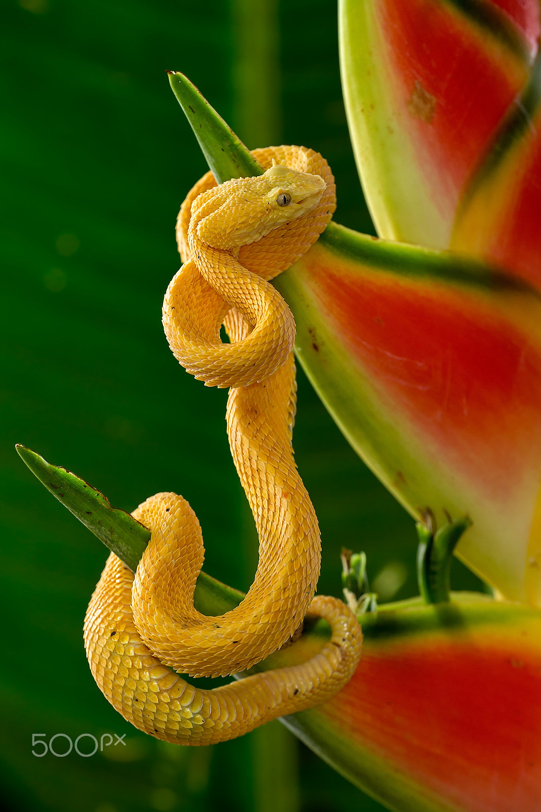 Canon EF 180mm F3.5L Macro USM sample photo. Bocaraca photography