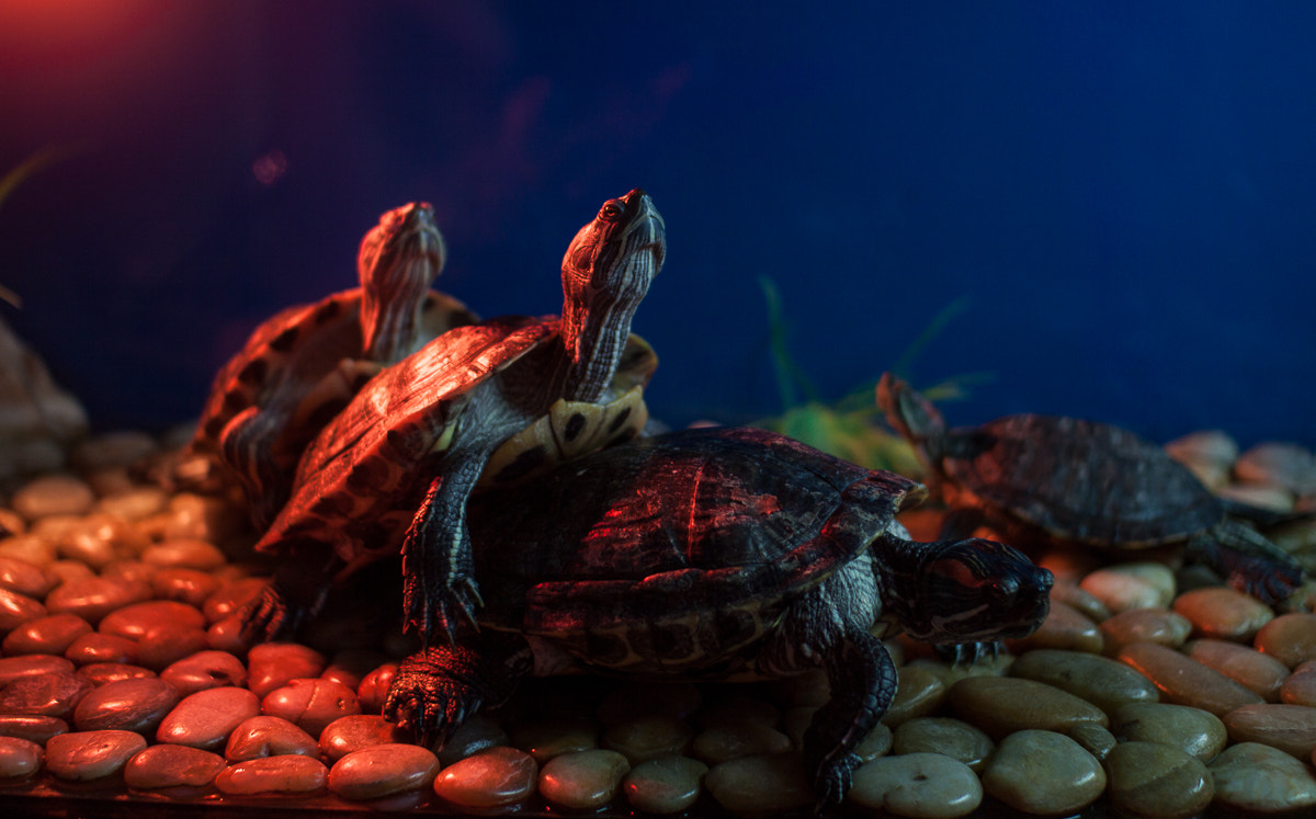 Canon EOS 50D + Sigma 30mm f/1.4 DC HSM sample photo. Turtles photography