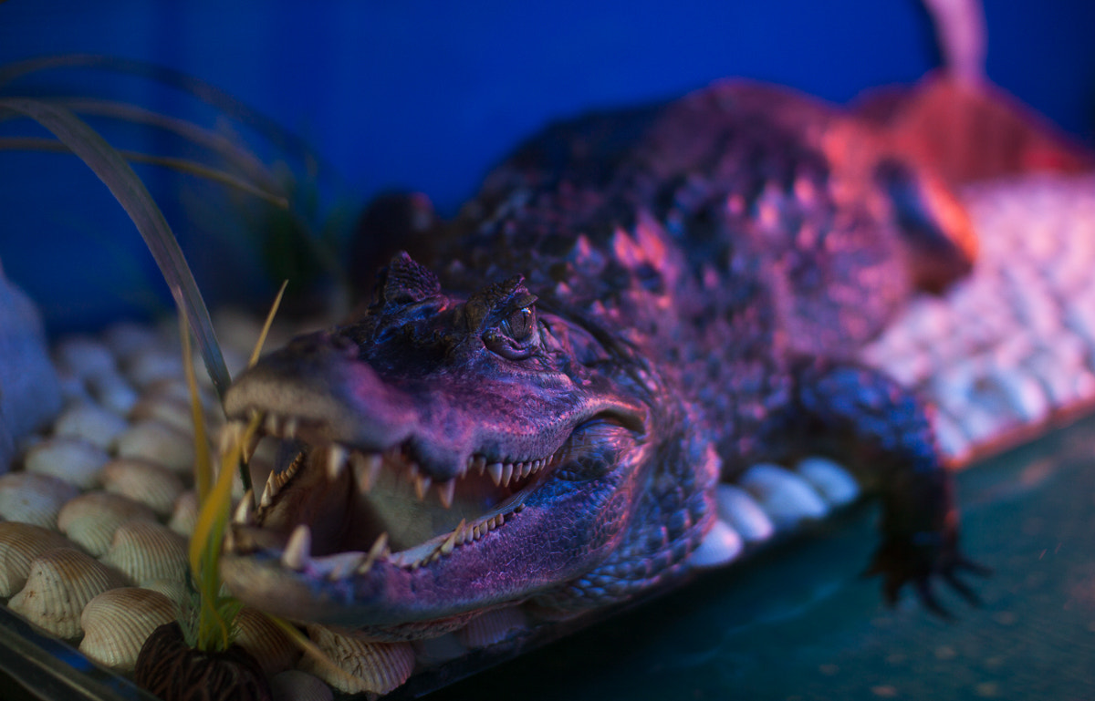 Sigma 30mm f/1.4 DC HSM sample photo. Wow photography