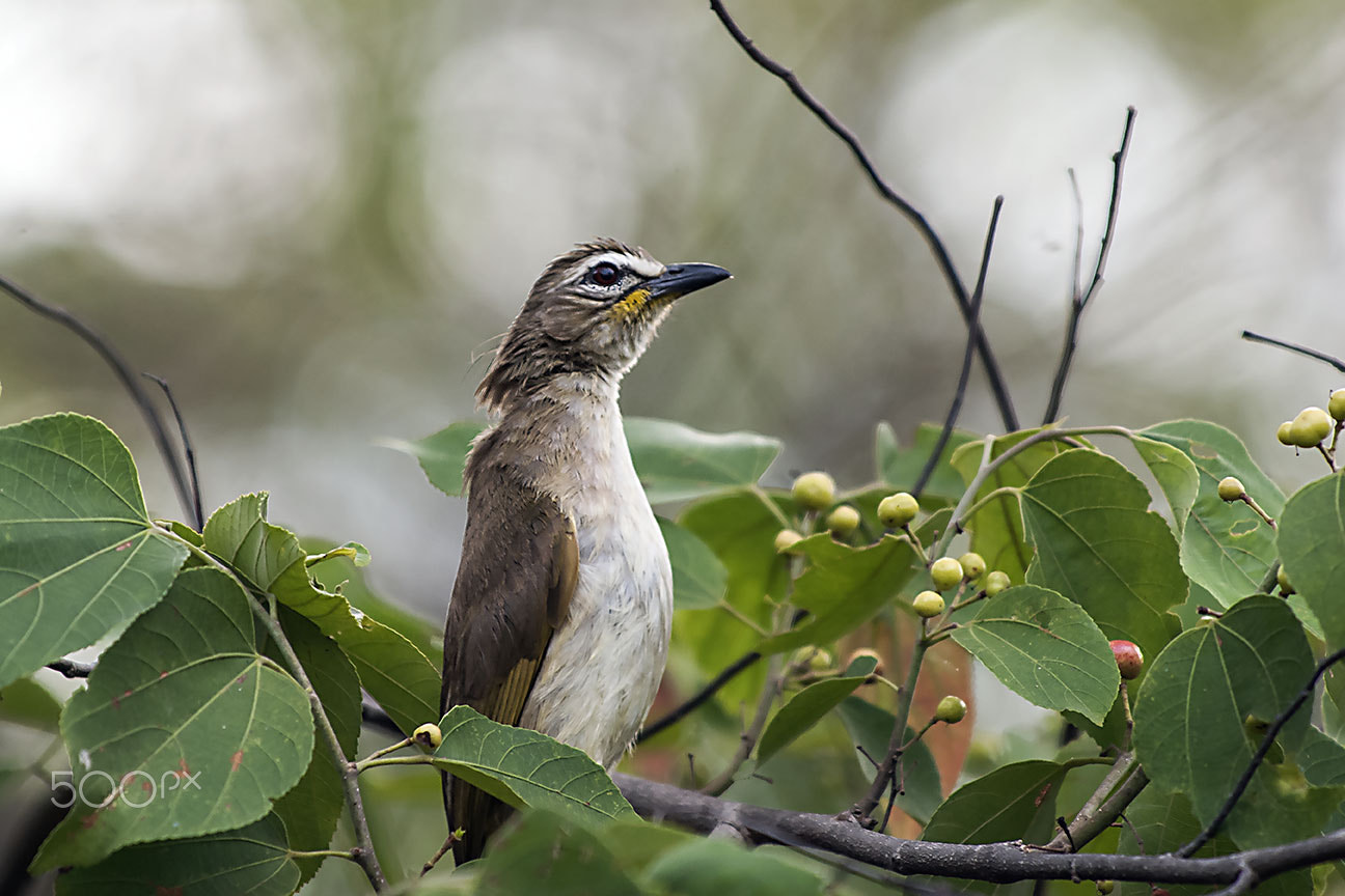 Nikon D80 sample photo. Bird photography