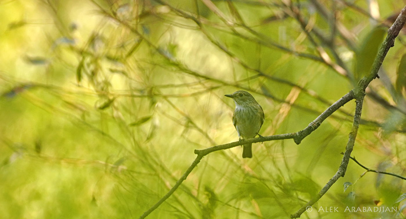 Olympus OM-D E-M1 + OLYMPUS M.300mm F4.0 sample photo. Catch all photography