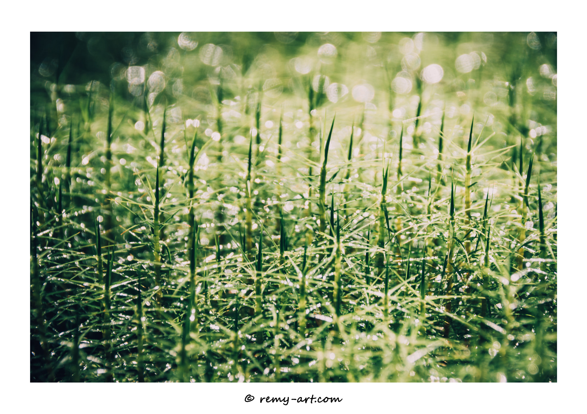 Sony ILCA-77M2 sample photo. Morning_dew photography