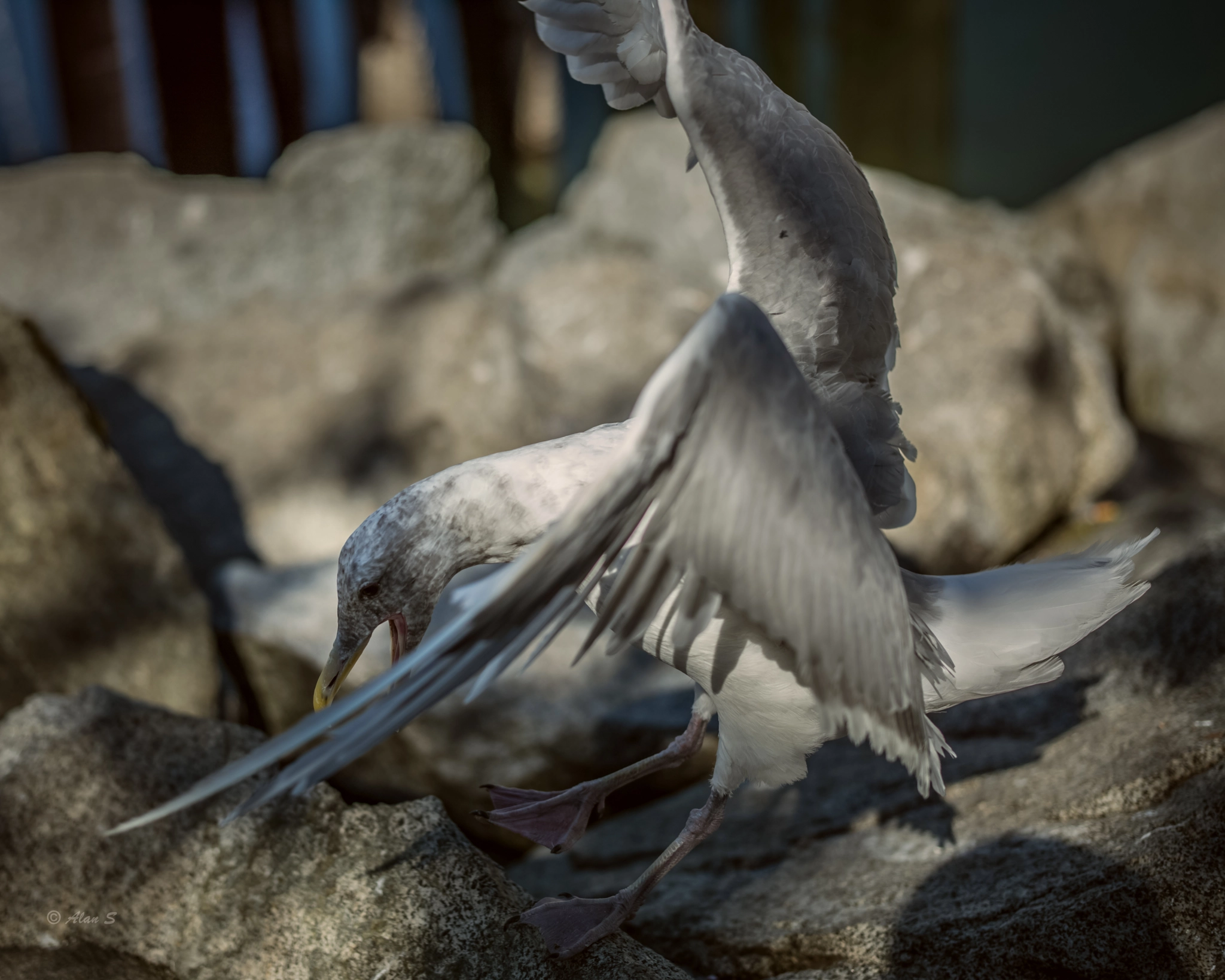 Leica S (TYP 006) + Summarit-S 70 CS sample photo. Seagull photography
